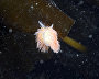 Underwater world of the Arctic