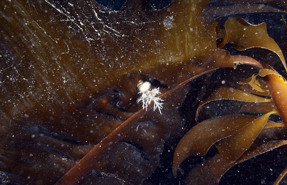 Underwater world of the Arctic