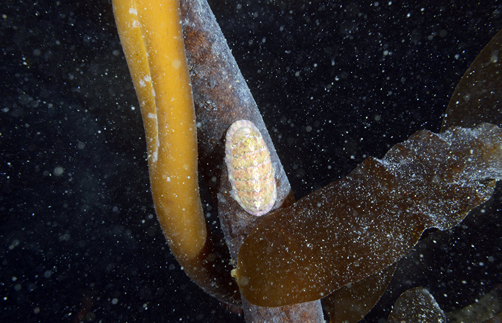 Underwater world of the Arctic
