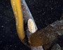 Underwater world of the Arctic