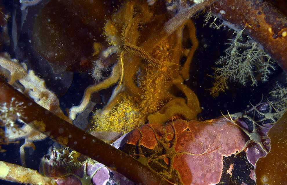 Underwater world of the Arctic