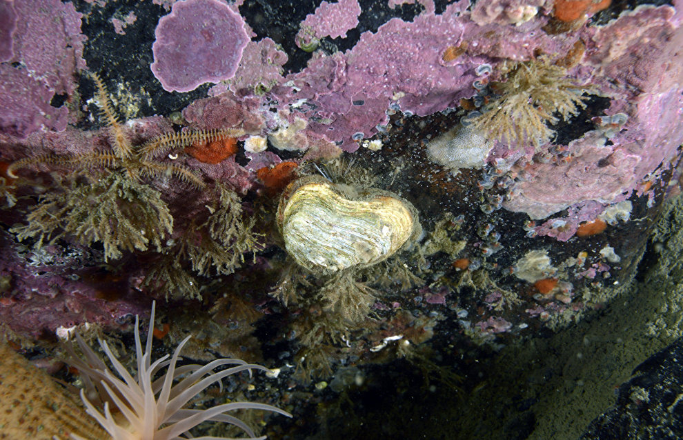 Underwater world of the Arctic