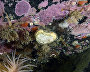 Underwater world of the Arctic