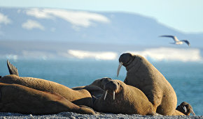 Victoria Island to become part of Russian Arctic National Park in 2017