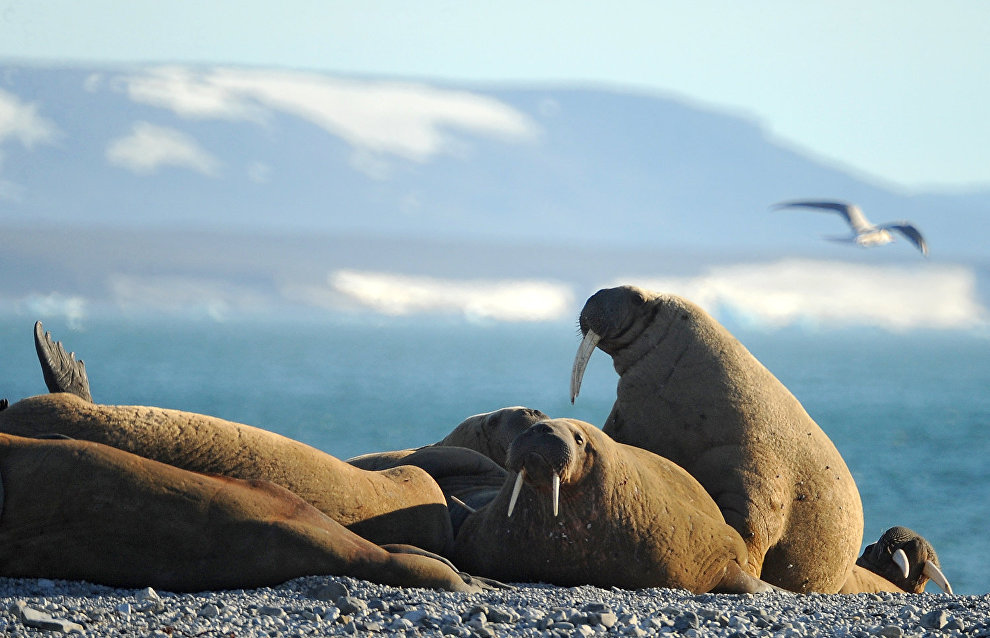 Victoria Island to become part of Russian Arctic National Park in 2017