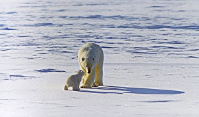 Polar Bear Patrol carries out polar bear monitoring in Yakutia