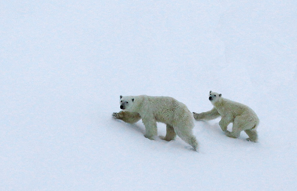 AviaKara-2015 expedition
