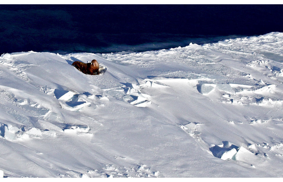 AviaKara-2015 expedition