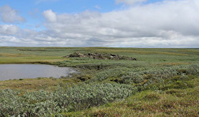 Moscow ornithologists to explore the Northern goose population in Yamal