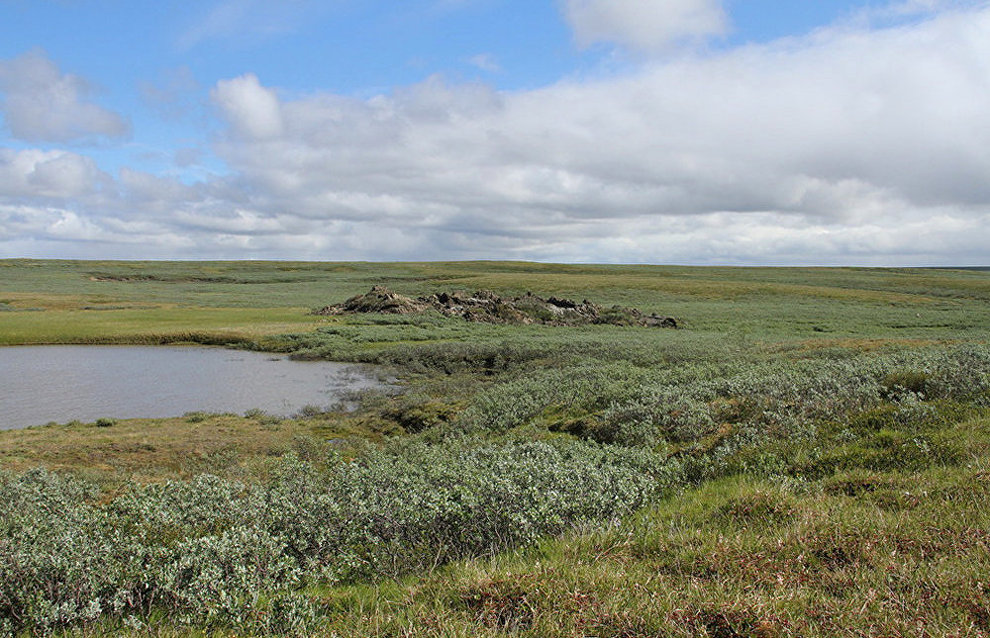 Moscow ornithologists to explore the Northern goose population in Yamal