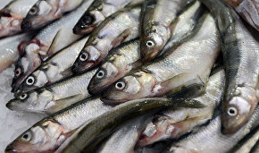Industrial capelin catching in Barents Sea to be banned in 2016