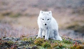 Wildlife on the New Siberian Islands
