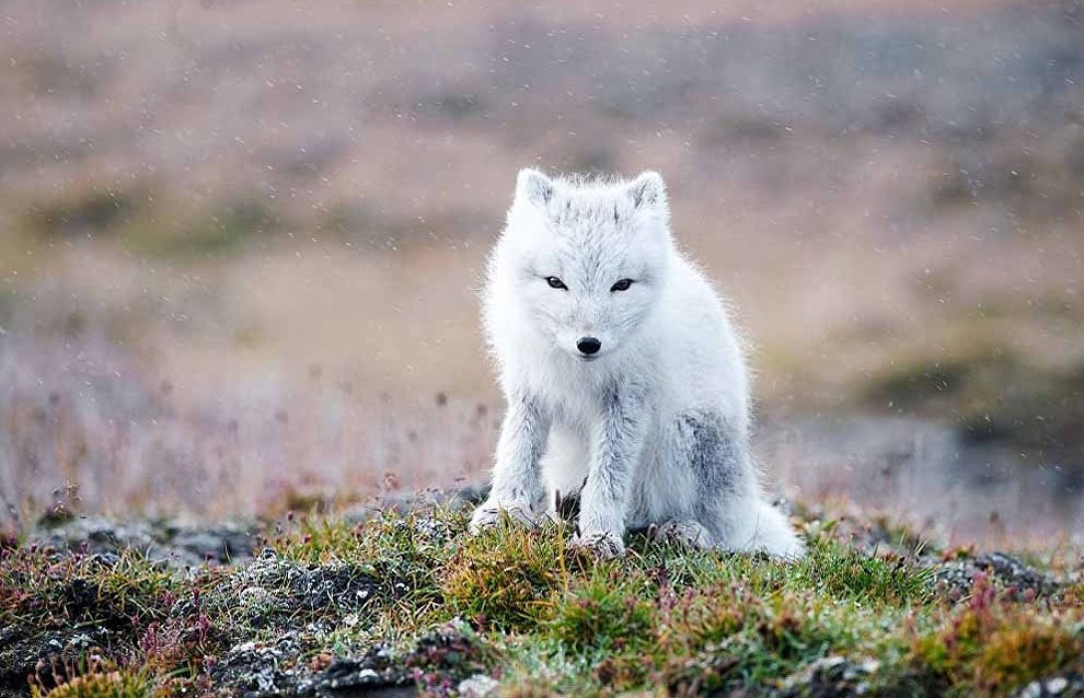 Wildlife on the New Siberian Islands