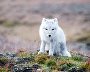 Wildlife on the New Siberian Islands