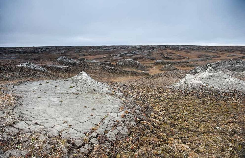 Wildlife on the New Siberian Islands