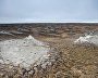 Wildlife on the New Siberian Islands