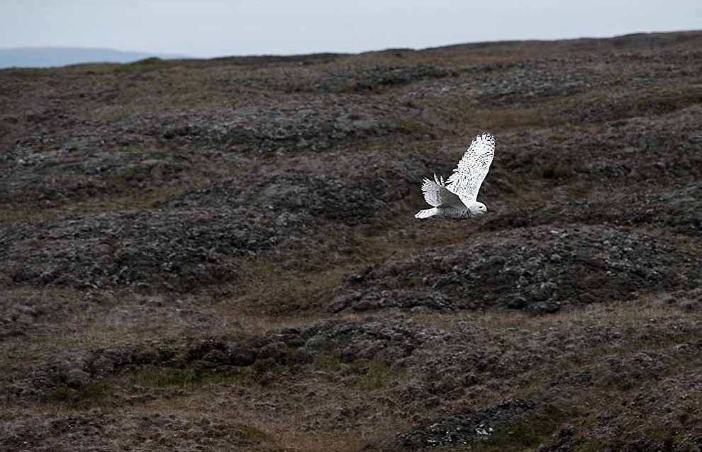 Wildlife on the New Siberian Islands