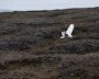 Wildlife on the New Siberian Islands