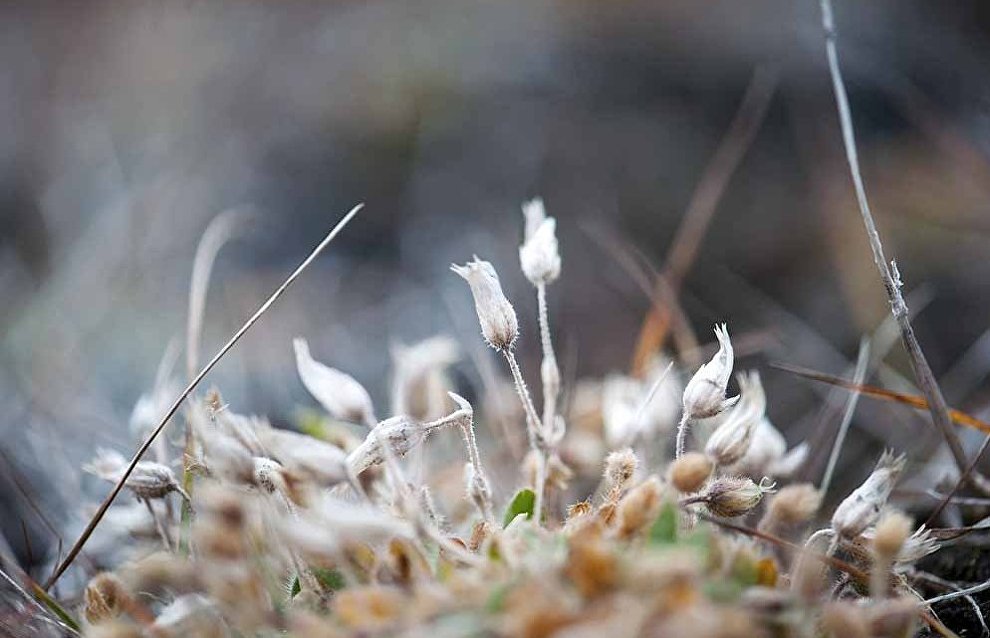 Wildlife on the New Siberian Islands