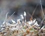 Wildlife on the New Siberian Islands