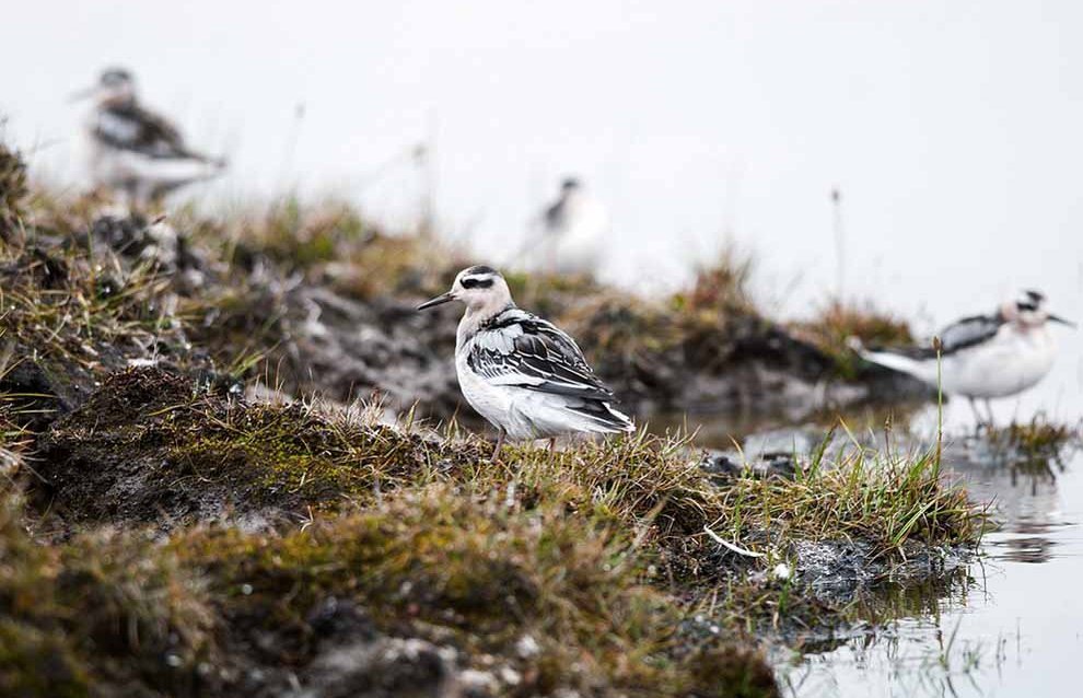 Wildlife on the New Siberian Islands