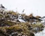 Wildlife on the New Siberian Islands