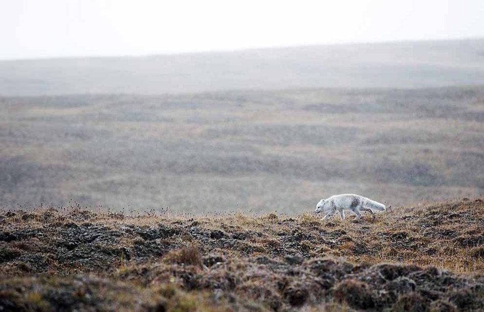 Wildlife on the New Siberian Islands
