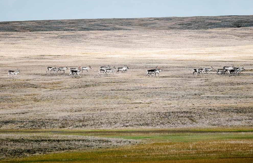 Wildlife on the New Siberian Islands