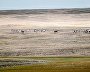 Wildlife on the New Siberian Islands