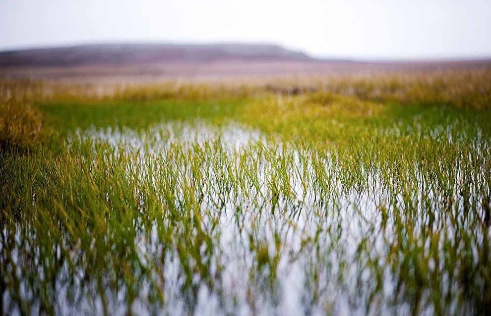 Wildlife on the New Siberian Islands