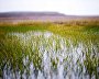 Wildlife on the New Siberian Islands