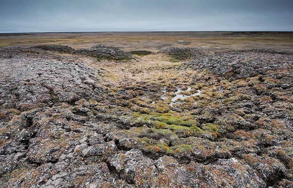 Wildlife on the New Siberian Islands