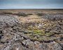 Wildlife on the New Siberian Islands
