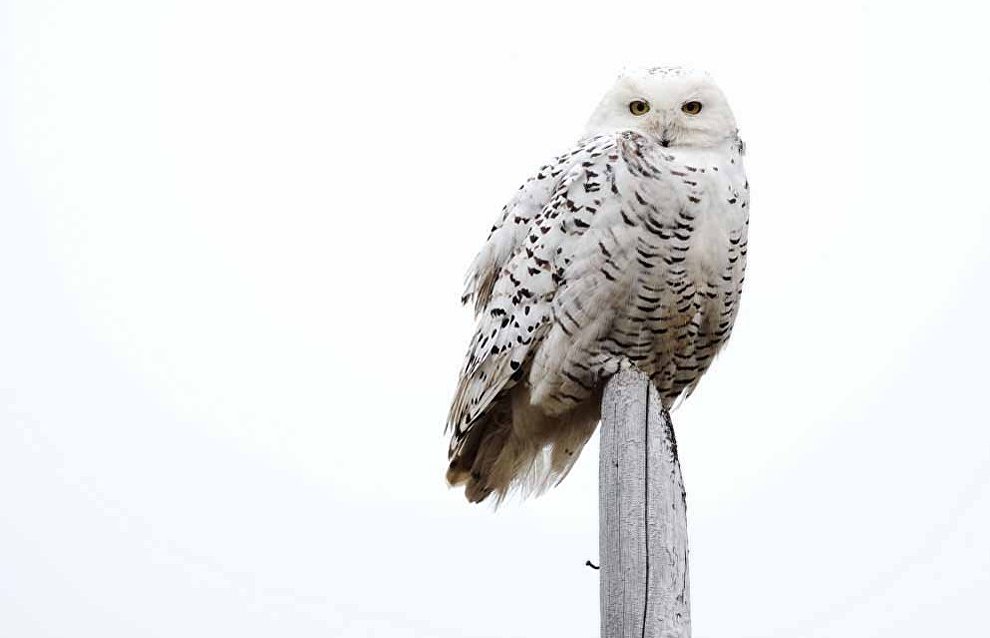 Wildlife on the New Siberian Islands