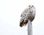 Wildlife on the New Siberian Islands