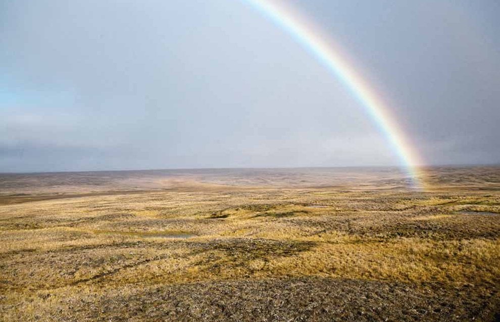 Wildlife on the New Siberian Islands