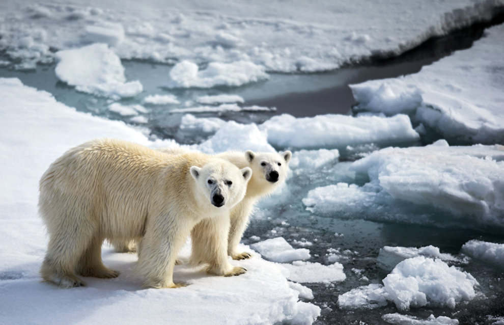 Chukotka expedition studies polar bear population