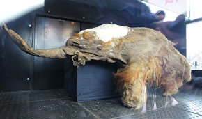Yuka the young wooly mammoth could have been put into the lake by humans – scientists