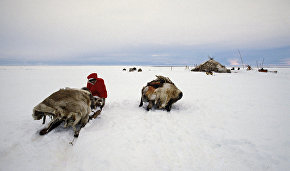 New weekend tour to Reindeer Land