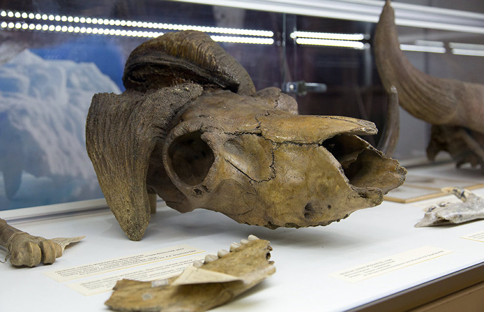 Exposition on the Arctic