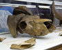 Exposition on the Arctic