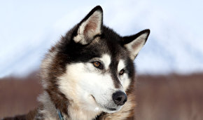 Dog breeding in the Arctic dates back 8,000 years