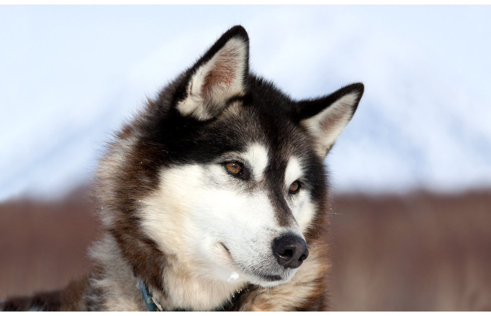 Dog breeding in the Arctic dates back 8,000 years
