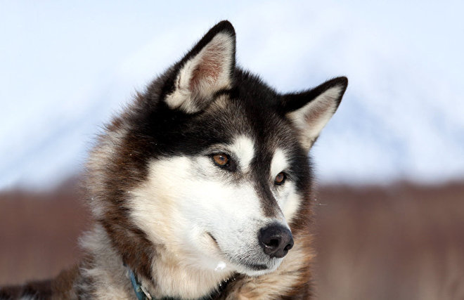 Dog breeding in the Arctic dates back 8,000 years