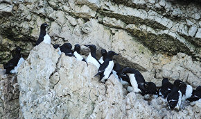 Environment Ministry to expand Arctic natural reserves’ area until late 2016