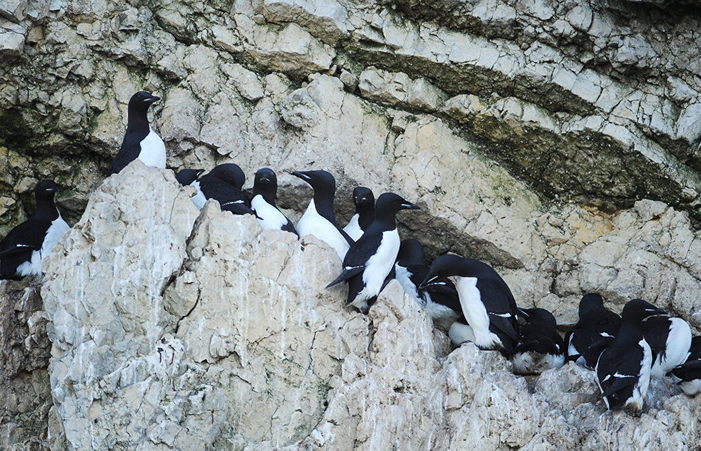 Environment Ministry to expand Arctic natural reserves’ area until late 2016
