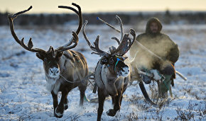 Murmansk Region to offer Arctic cuisine tours