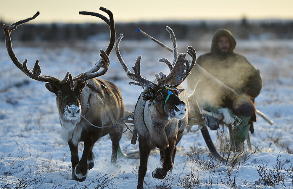 Murmansk Region to offer Arctic cuisine tours