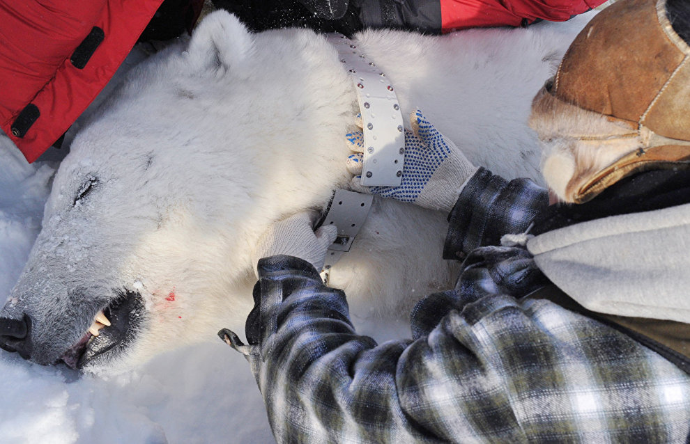 Female polar bears on Bely Island to be fitted with satellite collars