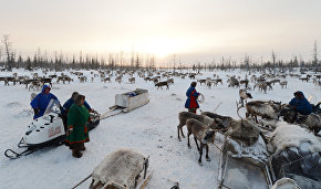 Reindeer breeding database to go online